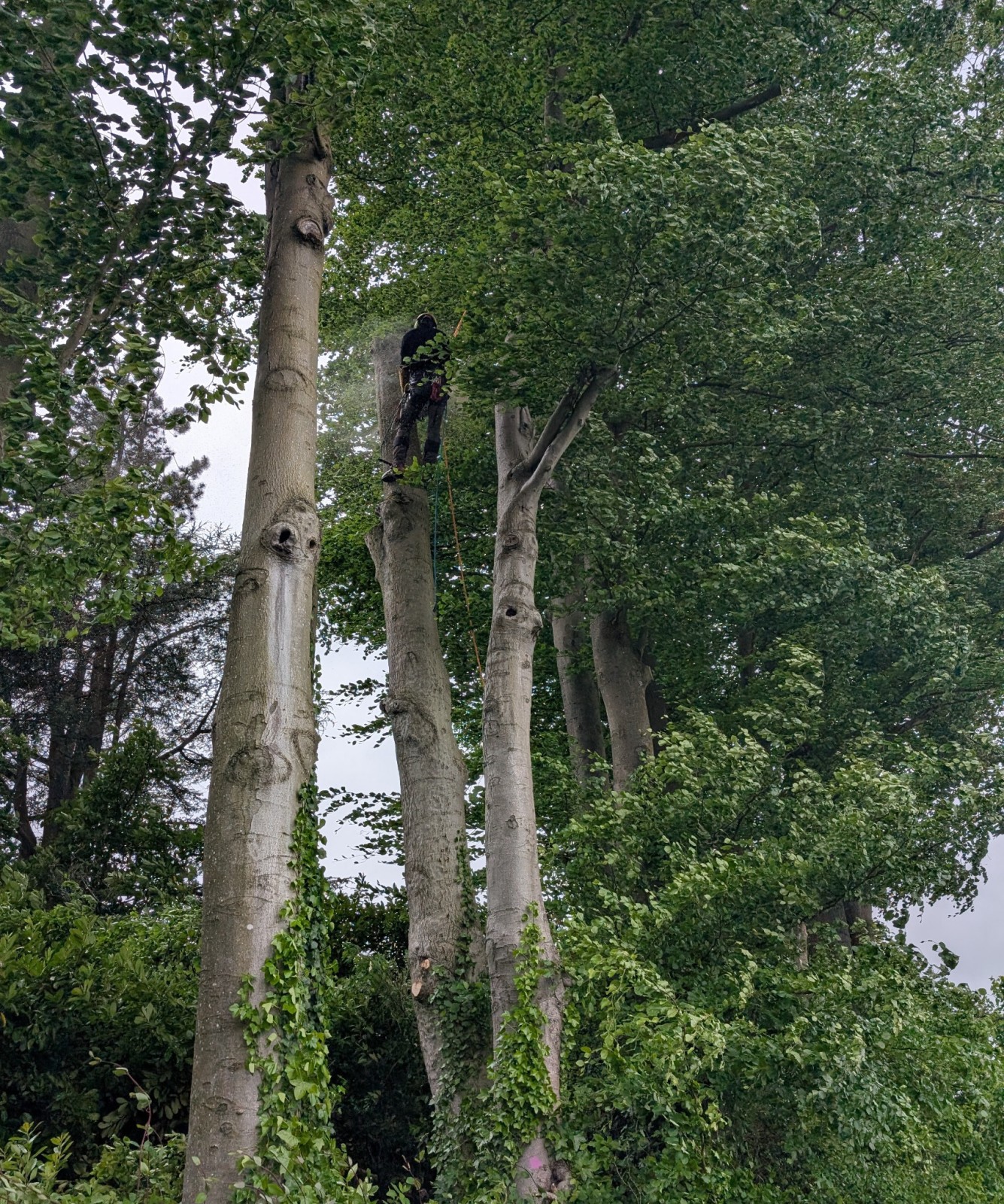 Fourniture et installation de panneaux en bois naturel occultant, parfait pour la création d'espaces privatifs et paisibles Barentin 76360 en Seine Maritime