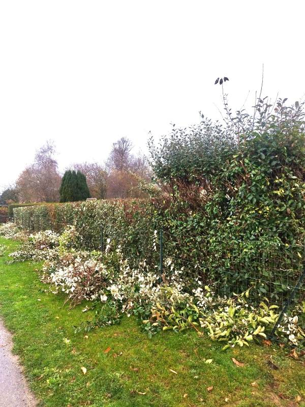 Où trouver une entreprise pour refaire ma haie au propre sur Bois Guillaume 