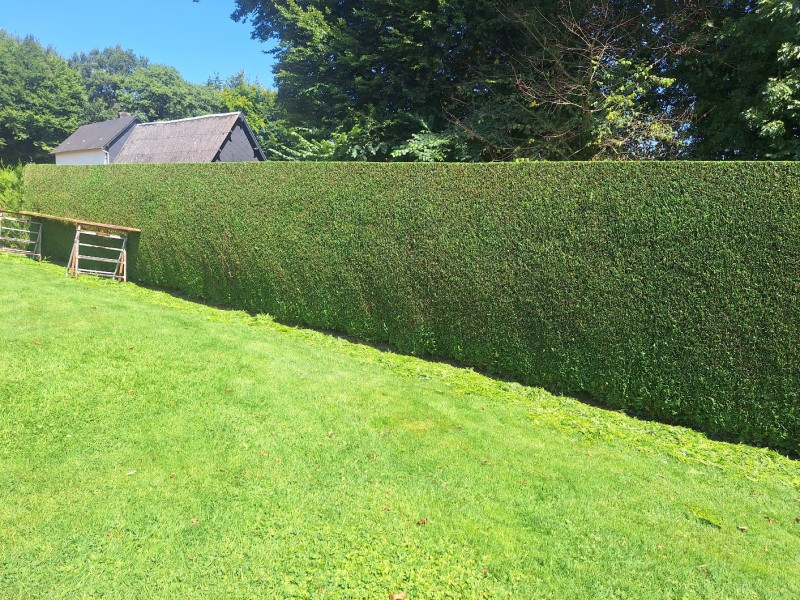 Entreprise paysagiste pour la de taille de haie sur le secteur de Yvetot 76