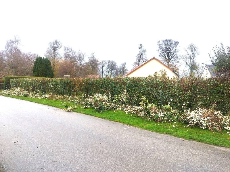 Taille de rabattage d'une haie d'essence local avec déduction fiscal sur la région de Rouen
