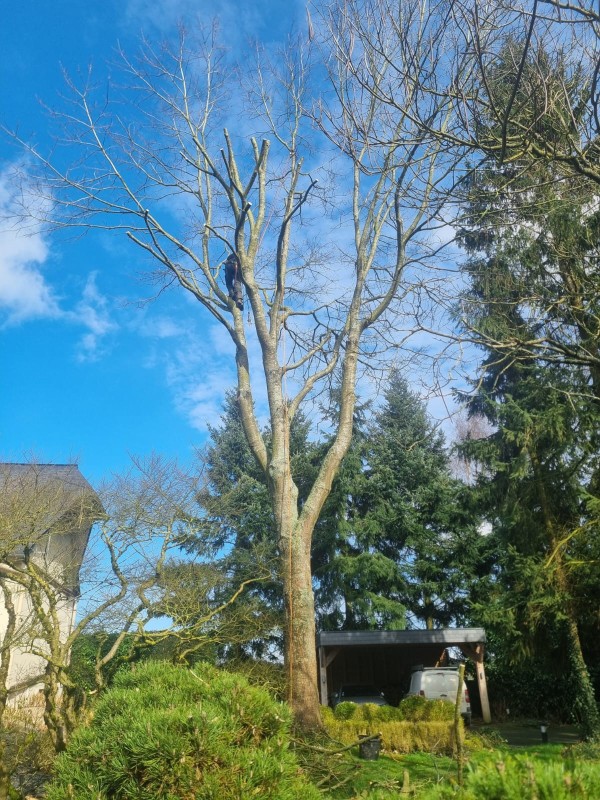 Abattage d'un arbre par nos grimpeurs élagueur sur le secteur de Rouen 76
