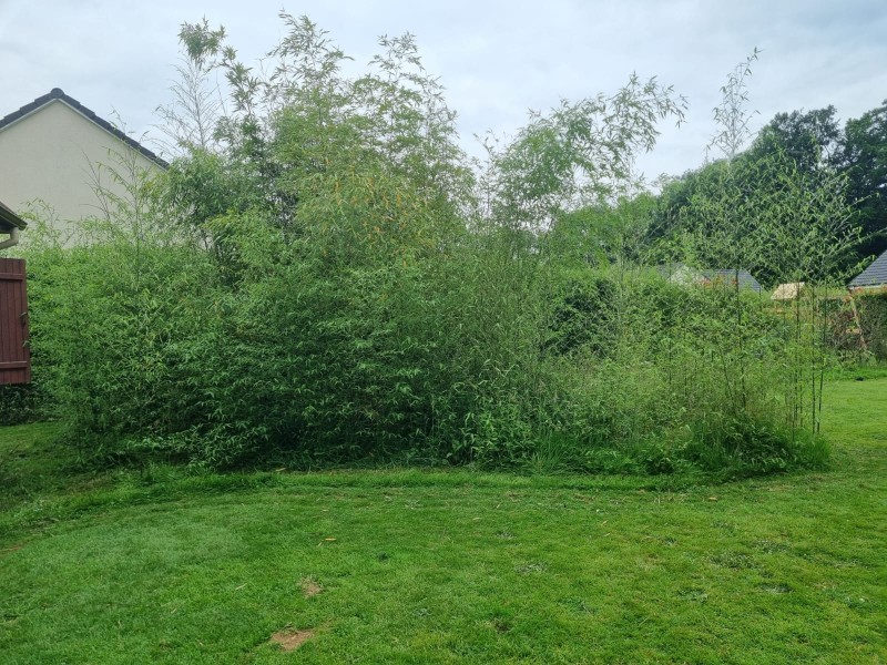 Arrachage des bambou et engazonnement de la pelouse secteur Doudeville 76