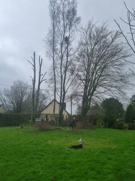 Chantier d'élagage d'arbre : Révélez la Beauté Naturelle avec Avenir des Paysages près de Yerville 76