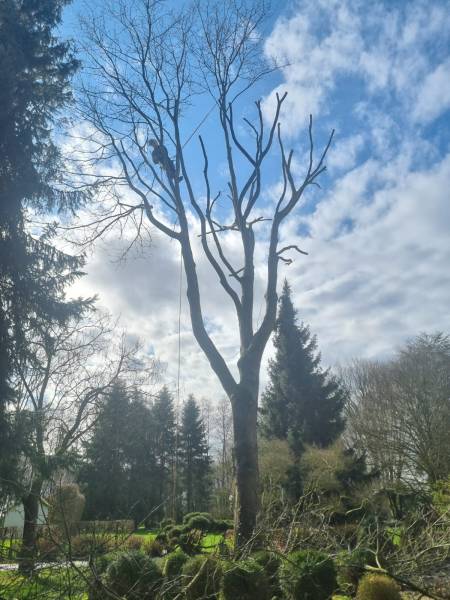 Taille d’un chêne rouge d’Amérique avec Broyage des branches près de Yerville 76