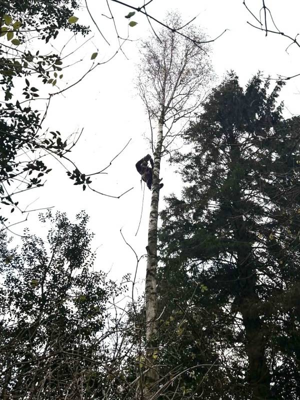 Élagage en hauteur et démontage d’arbres à proximité des maisons sur Yvetot 76