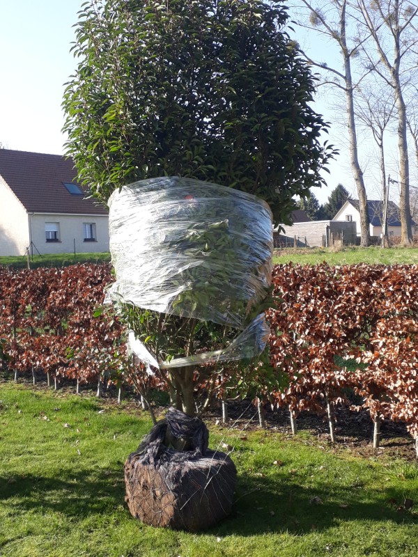 Entreprise paysagiste pour la plantation d'arbustes secteur Yvetot