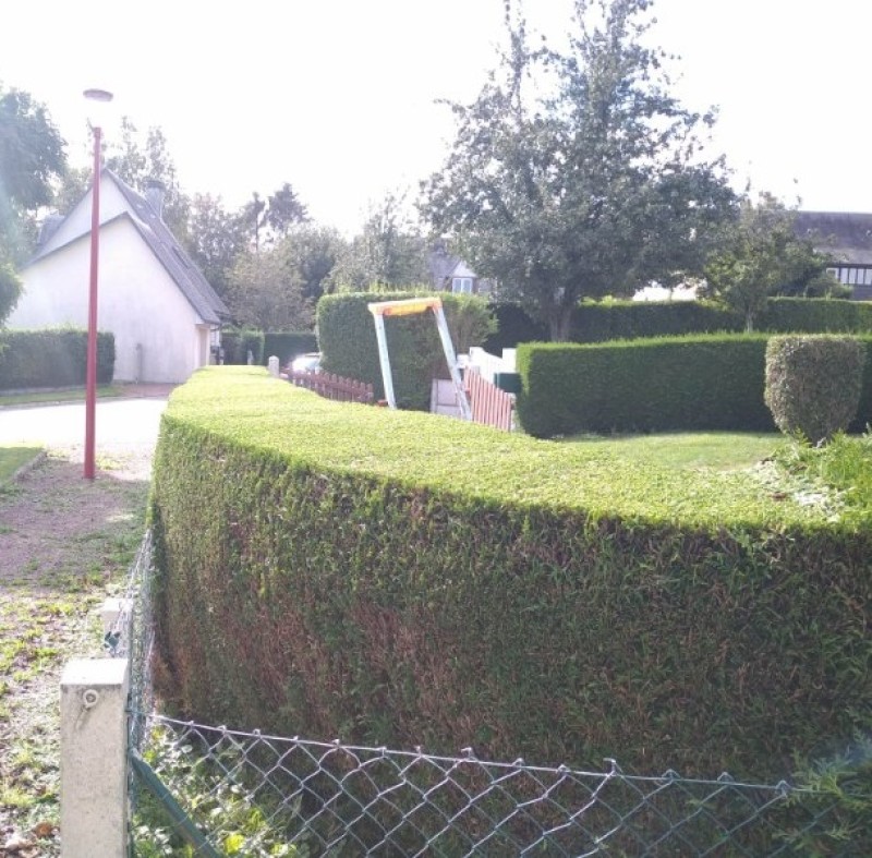 Taille de haie sur Doudeville76