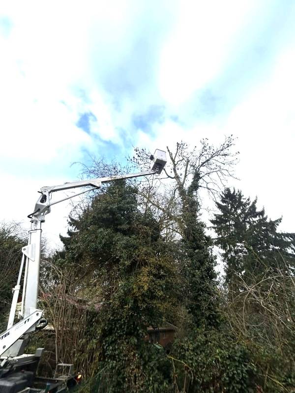 Chantier abattage d'arbres dangereux proche de Yvetot 