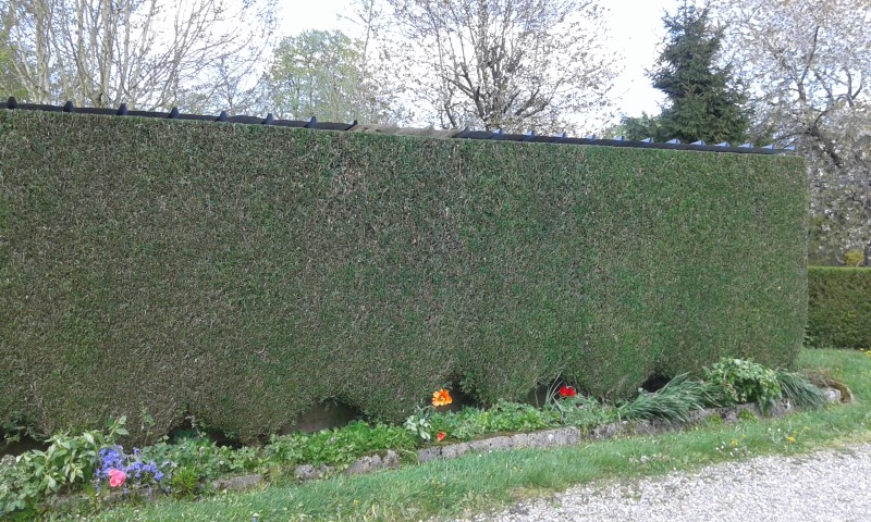 Chantier taille de haie avec crédit d'impôt de 50 % sur le secteur de Pavilly 76