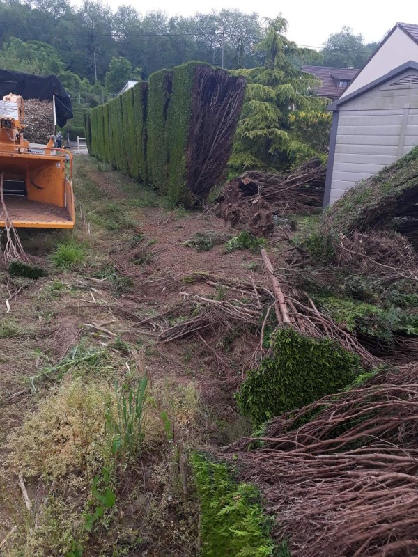 Entreprise pour l'enlèvement d'une haie sur le secteur de Duclair 76